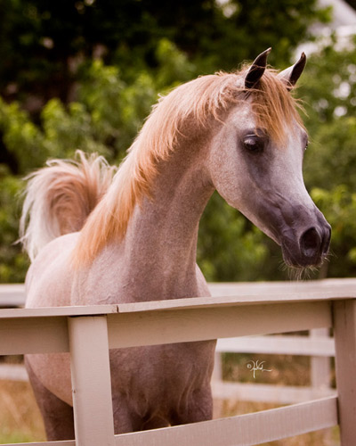 Kamal Ibn Adeed ( Al Adeed Al Shaqab x NF Bint Sajha )